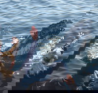 Eden Whale Festival - New Castle Holiday