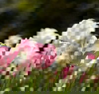 Floriade Reimagined - New Castle Holiday