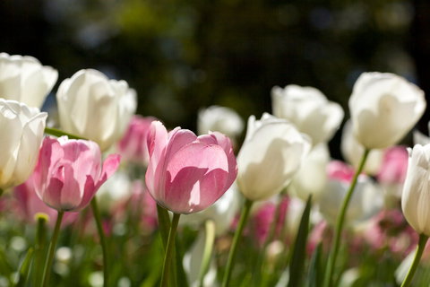 Floriade: Reimagined - New Castle Holiday 0