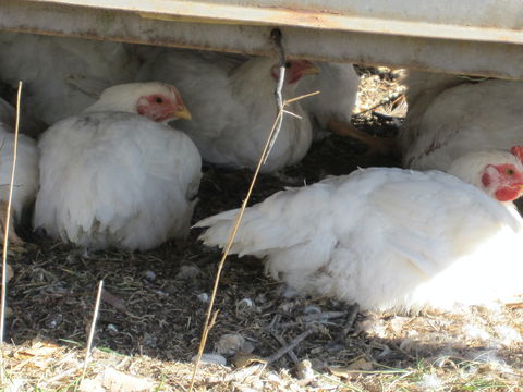 Keeping Healthy Backyard Chickens - New Castle Holiday 5
