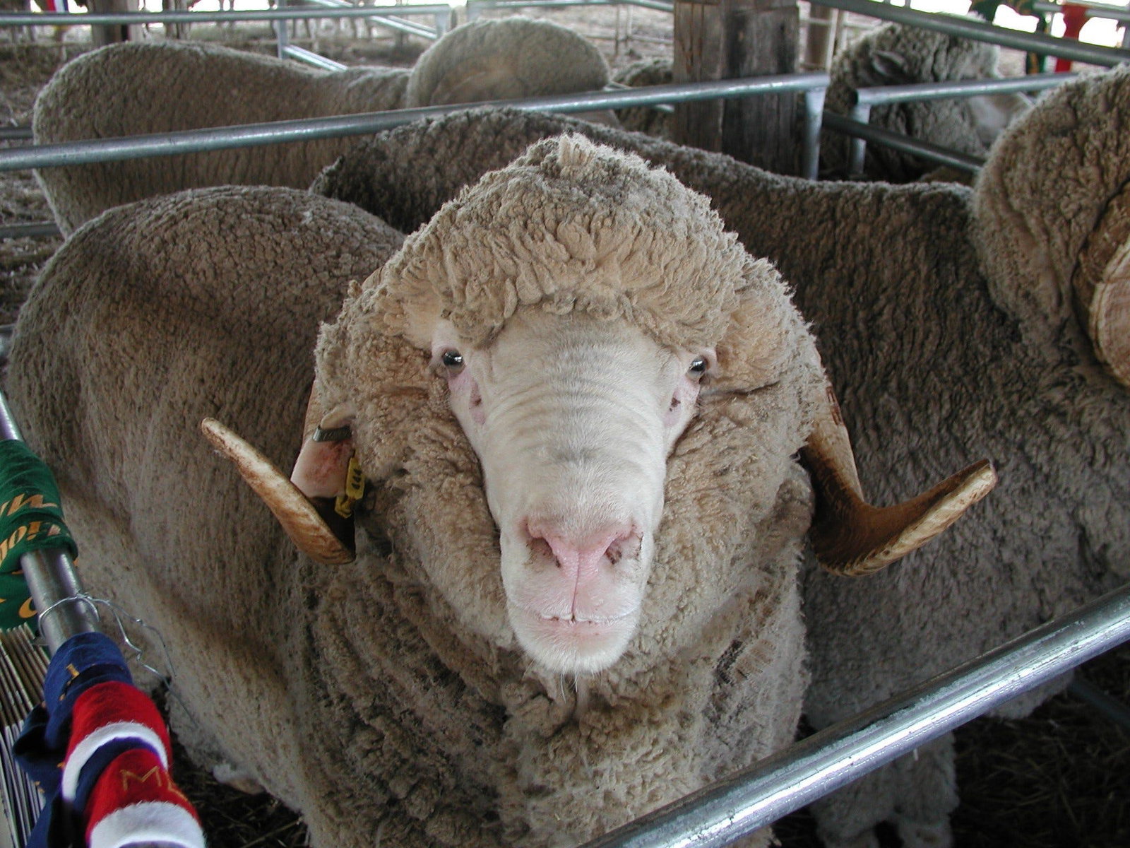 Mendooran NSW New Castle Holiday