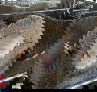 Mendooran Show - New Castle Holiday