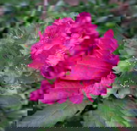 Rhododendrons at Brangayne - New Castle Holiday