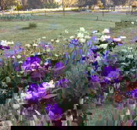 Riverina Iris Farm Open Garden and Iris Display - New Castle Holiday