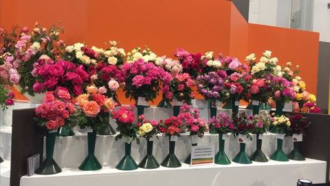 Roses By The Seaside: National Rose Championships And Conference - New Castle Holiday 1