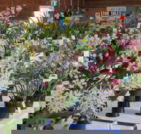 Sapphire Coast Orchid Club Spring Orchid Show - New Castle Holiday