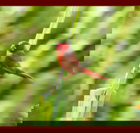 Spring into Finches and Softbills - New Castle Holiday