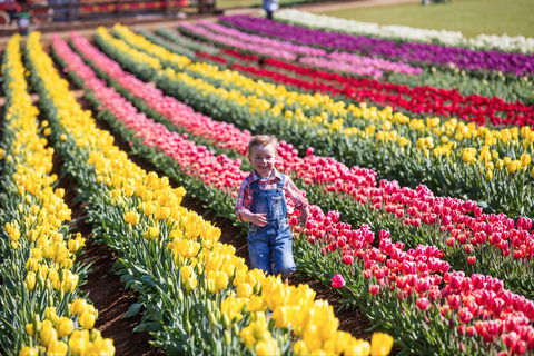 Tesselaar Tulip Festival - New Castle Holiday 0