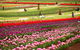 Tesselaar Tulip Festival - thumb 1