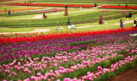 Tesselaar Tulip Festival - New Castle Holiday 1