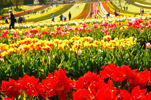 Tesselaar Tulip Festival - New Castle Holiday 2