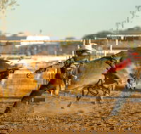 Walgett Charity Bushman's Carnival Rodeo and Campdraft - New Castle Holiday