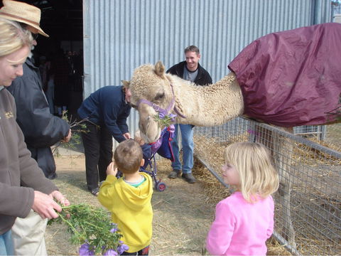 Wangaratta Show - New Castle Holiday 1