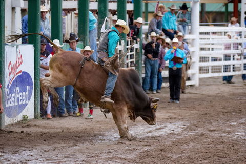 Warwick Rodeo National APRA National Finals And Warwick Gold Cup Campdraft - New Castle Holiday 1