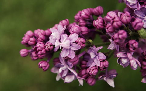 69th Annual Goulburn Lilac City Festival - New Castle Holiday 0
