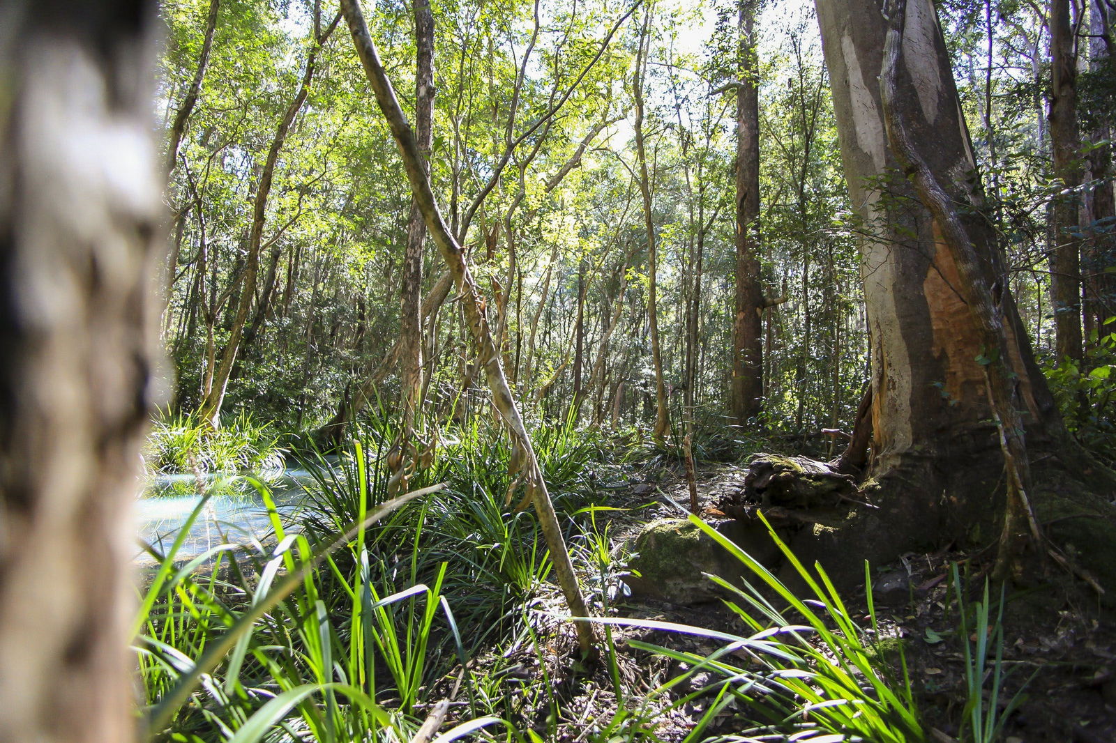 Herons Creek NSW New Castle Holiday