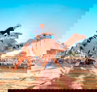Boulia Camel Races - New Castle Holiday