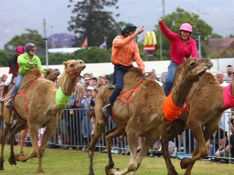 Camel Races At Penrith Paceway - New Castle Holiday 0