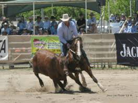Dungog Team Penning - New Castle Holiday 1