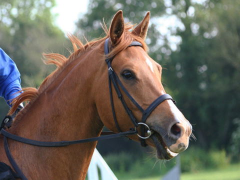 Glen William Gymkhana - New Castle Holiday 0