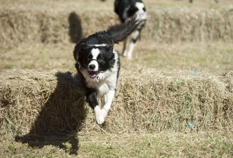 Great Nundle Dog Race - New Castle Holiday 0