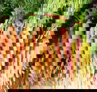 Joondalup Growers Market - New Castle Holiday