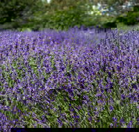 Lavender Herb and Chilli Festival - New Castle Holiday