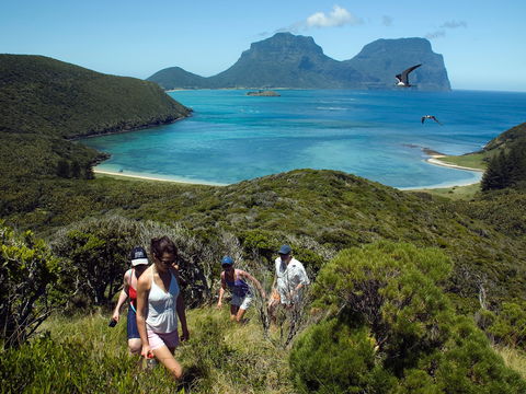 Lord Howe Island Bird Week - New Castle Holiday 2