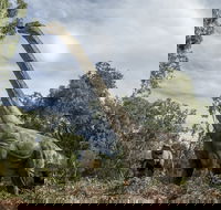 Lost Sanctuary at Healesville Sanctuary - New Castle Holiday