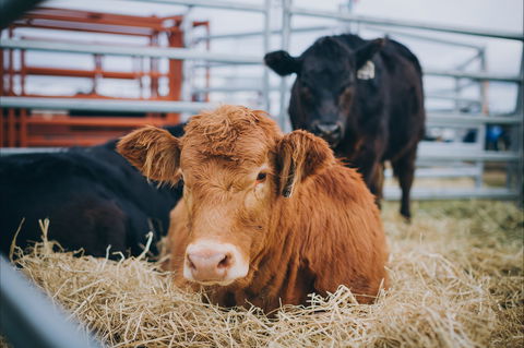 Mudgee Small Farm Field Days - New Castle Holiday 2