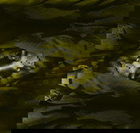 Plastic Bag - New Castle Holiday