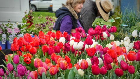 Spring Fling - New Castle Holiday 0