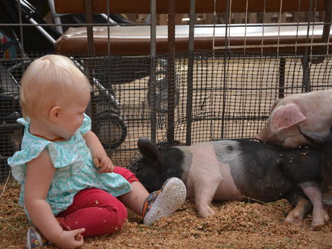 The Gunnedah Show - New Castle Holiday 1
