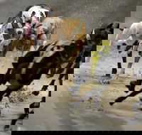 Twilight Greyhound Racing - New Castle Holiday