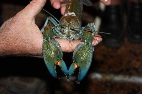 Windorah International Yabby Races - Postponed - New Castle Holiday 0