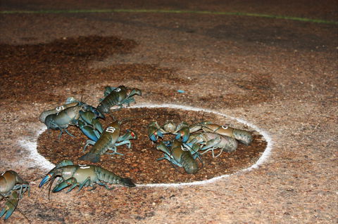 Windorah International Yabby Races - Postponed - New Castle Holiday 2