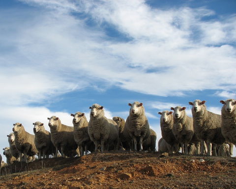 Annual Bredbo Sheep Dog Trials - New Castle Holiday 0