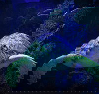 Sydney's Aquarium - New Castle Holiday