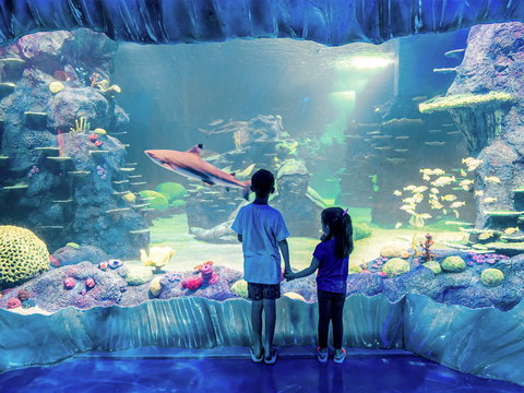 Sydney's Aquarium - New Castle Holiday 1