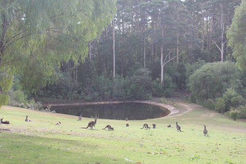 Marima Cottages - New Castle Holiday 7