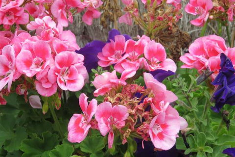 Port Campbell Motor Inn - New Castle Holiday 3