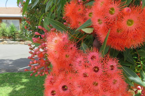 Port Campbell Motor Inn - New Castle Holiday 4