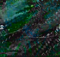 Broken River Mountain Resort - New Castle Holiday