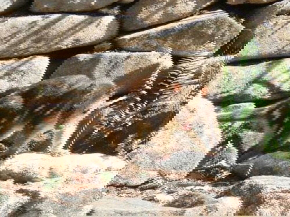 Doctors Gap NSW New Castle Holiday