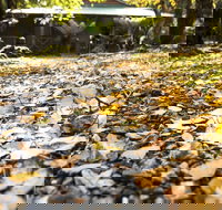 Cradle Forest Inn - New Castle Holiday