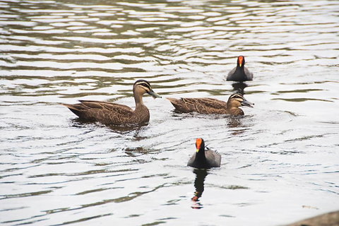 Northlakes Studio - New Castle Holiday 2