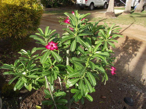 Karumba Point Sunset Caravan Park - New Castle Holiday 4