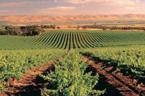 McLaren Vale Backpackers - New Castle Holiday 5