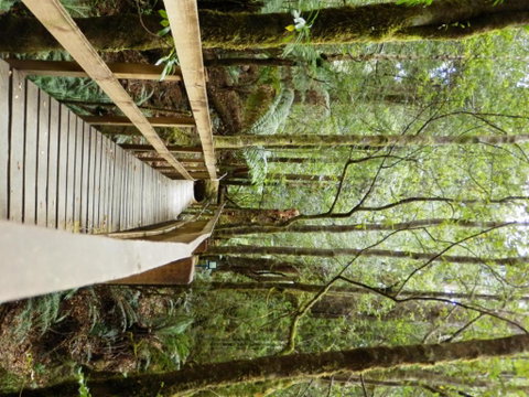 Tahune Air Walk Lodge - New Castle Holiday 4