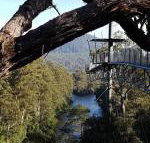 Tahune Air Walk Lodge - New Castle Holiday